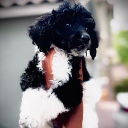Alaric - Parti male Poodle puppy in Corona, California from Garden Of Poodles