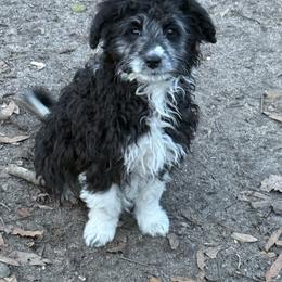 Minnie - Black and white female Aussiedoodle puppy in Four Oaks, North Carolina from RoseWest Farms