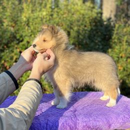 Shetland Sheepdog Puppies from Solange Shelties