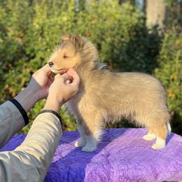 Shetland Sheepdog Puppies from Solange Shelties