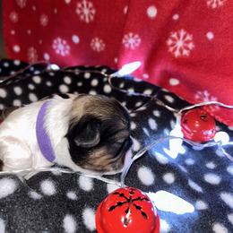 Shih Tzu Puppies from D’s Shih Tzu