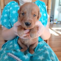 Gray - Dark golden male Golden Retriever puppy in Lanesboro, Minnesota from Eagle Ridge Golden Retrievers