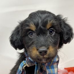 Silver - Aussiedoodle puppy in Stevensville, Montana from The Highland Shepherds & Doodles