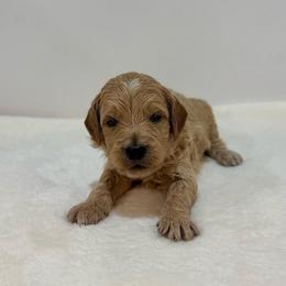 Fern - Cream male Goldendoodle puppy in Kenansville, North Carolina from J+A Family Doodles