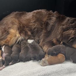 Australian Shepherds from CTR Farmstead