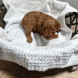 Cavapoo Puppies from Jorden’s Cavapoo’s