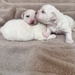 Puppy can be named by new owner - White male Bichon Frise puppy in Chelsea, Alabama from Brereton Bichons
