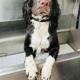 English Springer Spaniel All Grown Up from Bristol’s Southern Spaniels