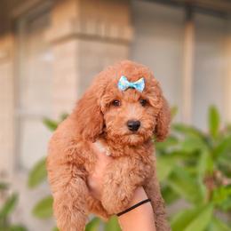Cinder - Red female Cavapoo puppy in Glendale, Arizona from Cool Cavapoos