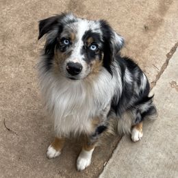 Rip - Miniature Australian Shepherd