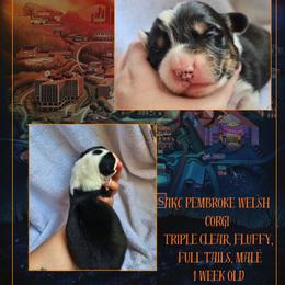 Henry - Black and white male American Corgi puppy in Mansfield, Ohio from Moonrise corgis