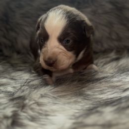 MK - Red & white male Australian Shepherd puppy in Windsor, New York from Double B Aussies