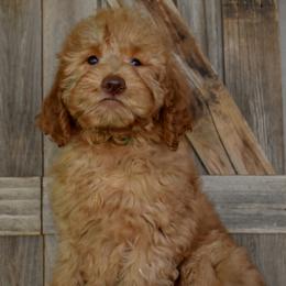 Richmond - Green Collar - Apricot male Goldendoodle puppy in Macedon, New York from Toodles Goldendoodles