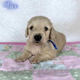 Boo - Cream male Dachshund puppy in Alto, Texas from Double W Doxies