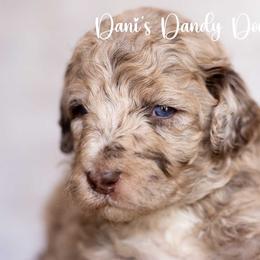 Speckles - Red merle male Aussiedoodle puppy in Roebuck, South Carolina from Dani's Dandy Doodles