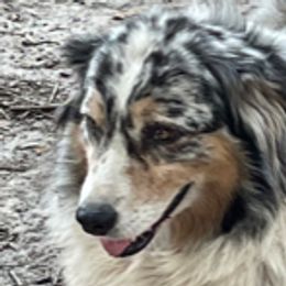 DILLON - Australian Shepherd