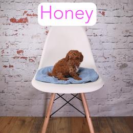 Honey - Red female Cavapoo puppy in Calhoun, Georgia from Happy Top Doodles