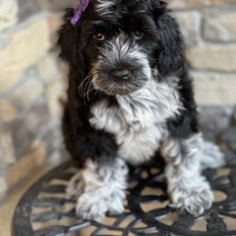 Portuguese Water Dog Puppies from Yellowstone Porties