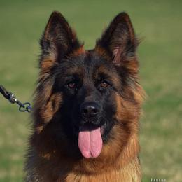 Barta - German Shepherd