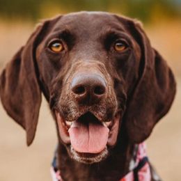 German Shorthaired Pointers from Proper Pointers