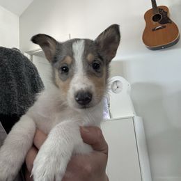 Garland - Blue merle female Collie puppy in Underwood, Indiana from Third Gen Collies