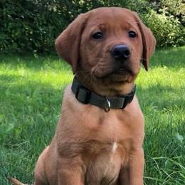 Labrador Retriever Puppies from One Willow Labradors