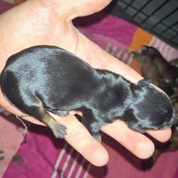 Yellow collar - Black and tan female Dachshund puppy in Saint Albans, Maine from Australian Cattle Cuties and littles