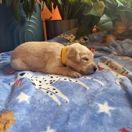 Mr. Yellow - Golden male Golden Retriever puppy in Vesuvius, Virginia from South River Retriever's
