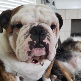 Bulldogs from Juneau's Adorable Bulldogs