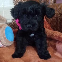 Black girl - Black female Miniature Schnauzer puppy in Kannapolis, North Carolina from Schnauzer Affinity