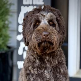 Eli - Australian Labradoodle
