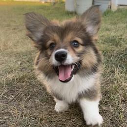 Jwow - Red female Pembroke Welsh Corgi puppy in Patchogue, New York from South Shore Corgis