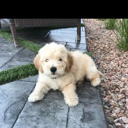 Goldendoodle Puppies from High Country Mini Goldendoodles