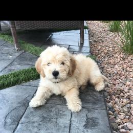 Goldendoodle Puppies from High Country Mini Goldendoodles