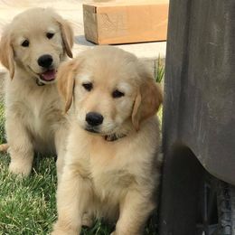 Golden Retriever Puppies from Saddle Rock Golden Retrievers