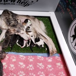 Silken Windhound Puppies from Silken Agents of CSBeck