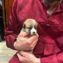 Plunket - Red female Pembroke Welsh Corgi puppy in Delton, Michigan from CorGizmo