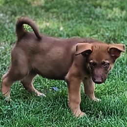 German Shepherd and McNab Puppies from North Star Shepherds