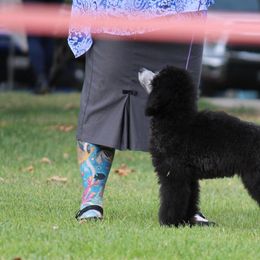 Poodle Puppies from BrioPanache Poodles