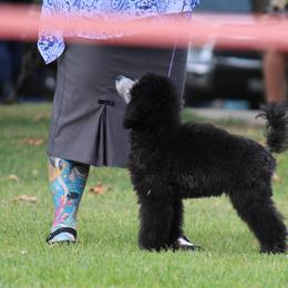 Poodle Puppies from BrioPanache Poodles