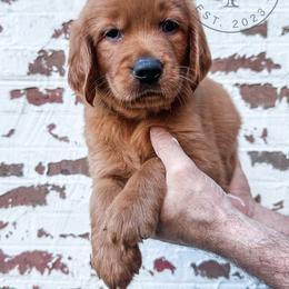 Hiker - dark blue - Dark golden male Golden Retriever puppy in Greeneville, Tennessee from Cultivate Farm