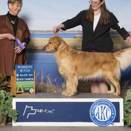 Adara - Golden Retriever