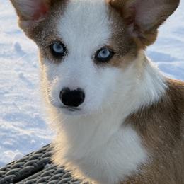 Flint - Sable male Pembroke Welsh Corgi puppy in Heyworth, Illinois from Schumaker Corgis