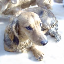 Jethro - Dachshund