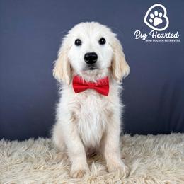 Mario - White male Companion Cross puppy in Utah County, Utah from Big Hearted Breeders
