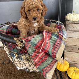 Zeke - Red and white male Cockapoo puppy in Ephrata, Pennsylvania from Windy Ridge Cockapoos