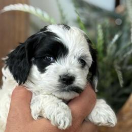 Black and white boy - Black and white male Cockapoo puppy in Rigby, Idaho from Elkington Family Farms LLC