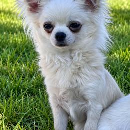 Chihuahua Puppies from Sugar Cookie Chihuahuas