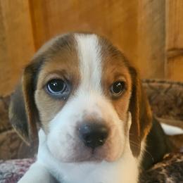 Tri-colored male - Black tan and white male Beagle puppy in Knoxville, Tennessee from River Valley Hounds