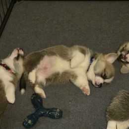 Pembroke Welsh Corgi Puppies from Salted Rim Corgis